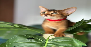 Abyssinian cats - Advert 3