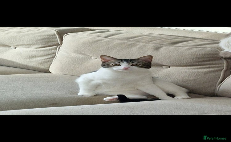 Ragdoll cats - Advert 1
