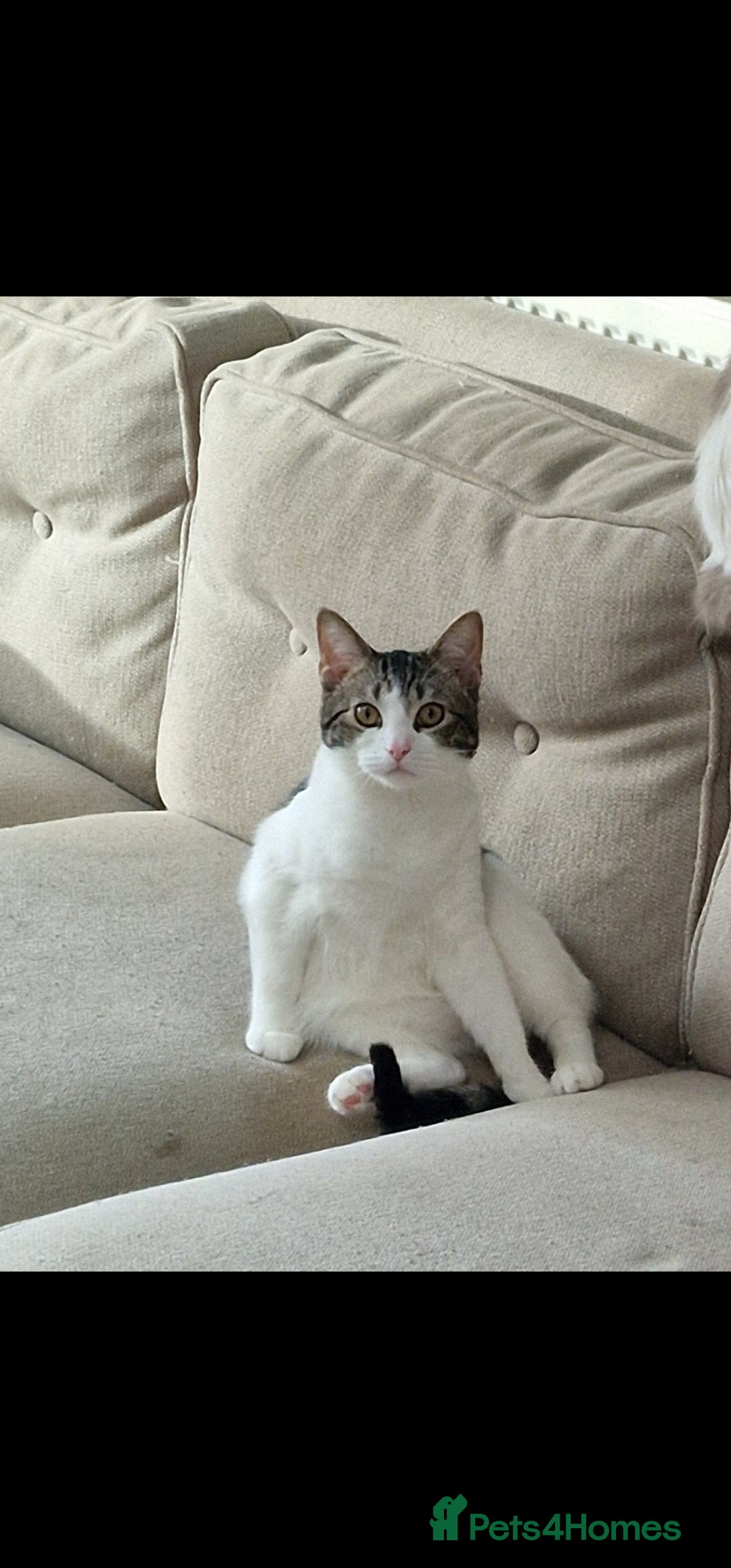 Ragdoll cats for sale: Ragdoll Cross Boy - Image 1