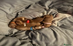 Cockapoo dogs for sale: Championship bloodline F1B toy Cockapoos  - Image 10