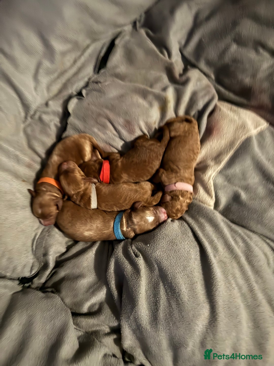 Cockapoo dogs for sale: Championship bloodline F1B toy Cockapoos  - Image 10