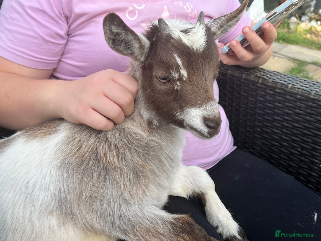 Goats livestock for sale: Gorgeous Chocolate & White Female Baby Pigmy - Image 2