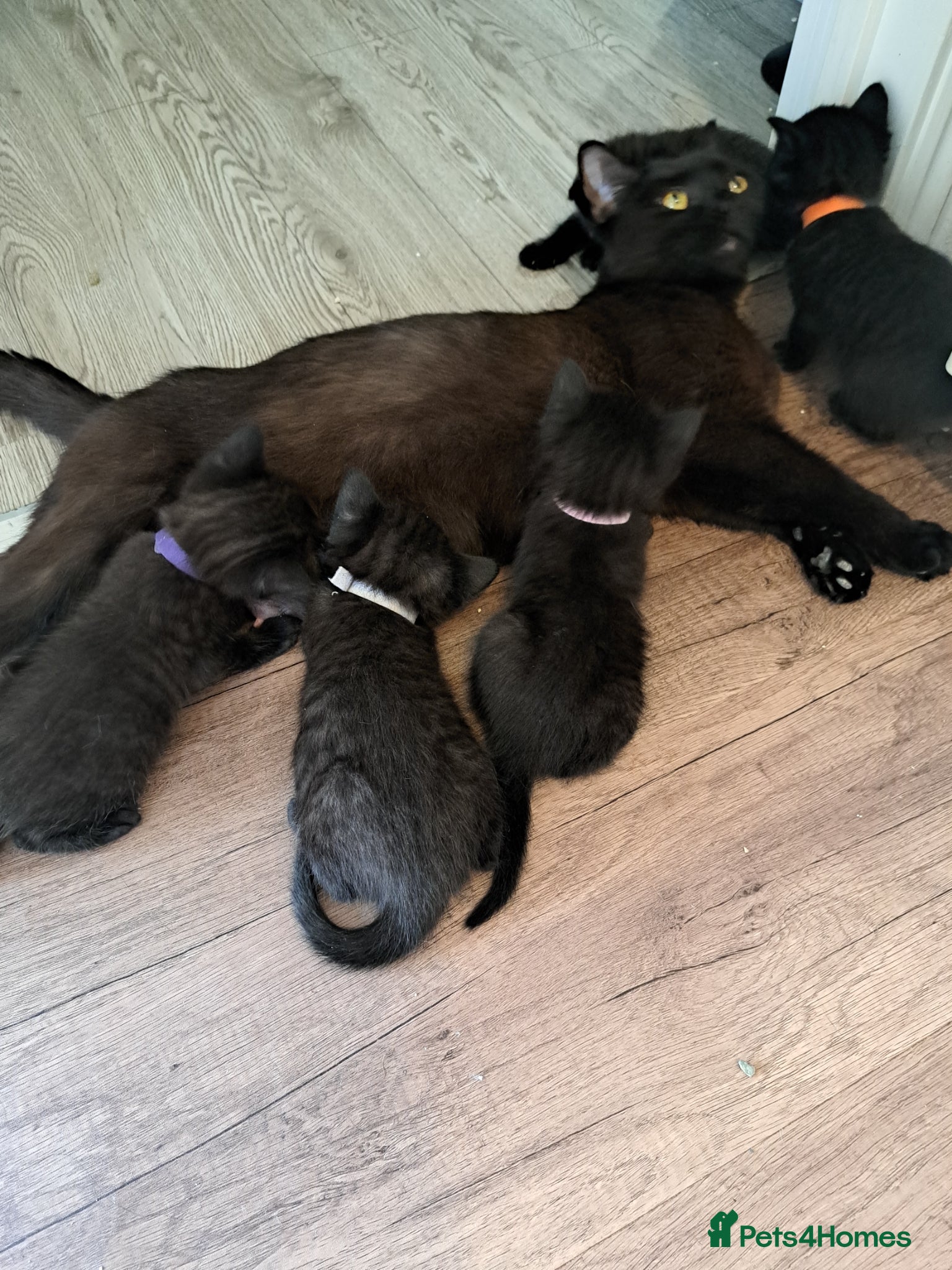 Mixed Breed cats Adorable black and black and grey tabbys.  - Advert 2