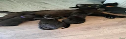 Mixed Breed cats for sale: Adorable black and black and grey tabbys.  in Somerton - Advert 1