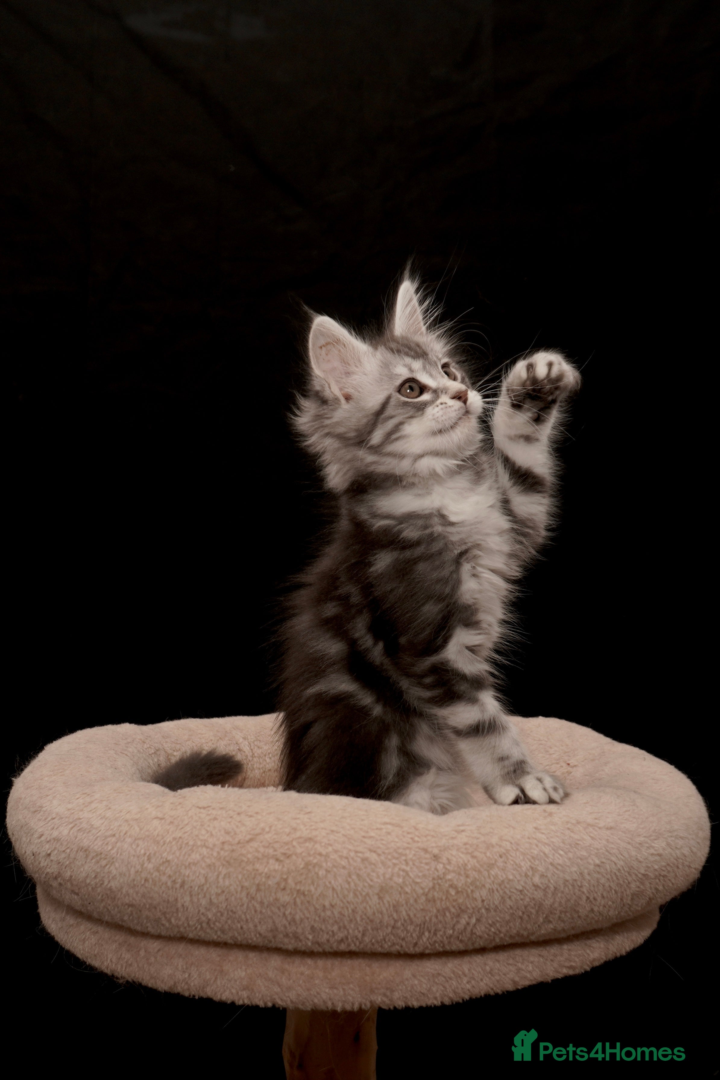 Maine Coon cats Black Silver classic tabby Mainecoon kittens - Advert 1