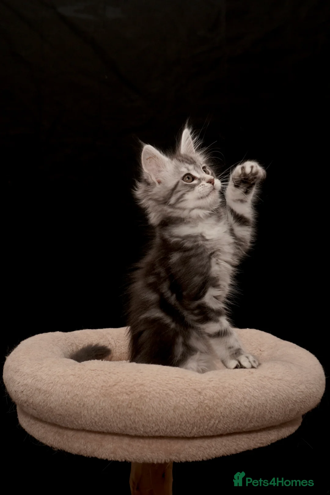 Maine Coon cats for sale: Black Silver classic tabby Mainecoon kittens - Advert 7