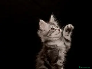 Maine Coon cats Black Silver classic tabby Mainecoon kittens - Advert 1