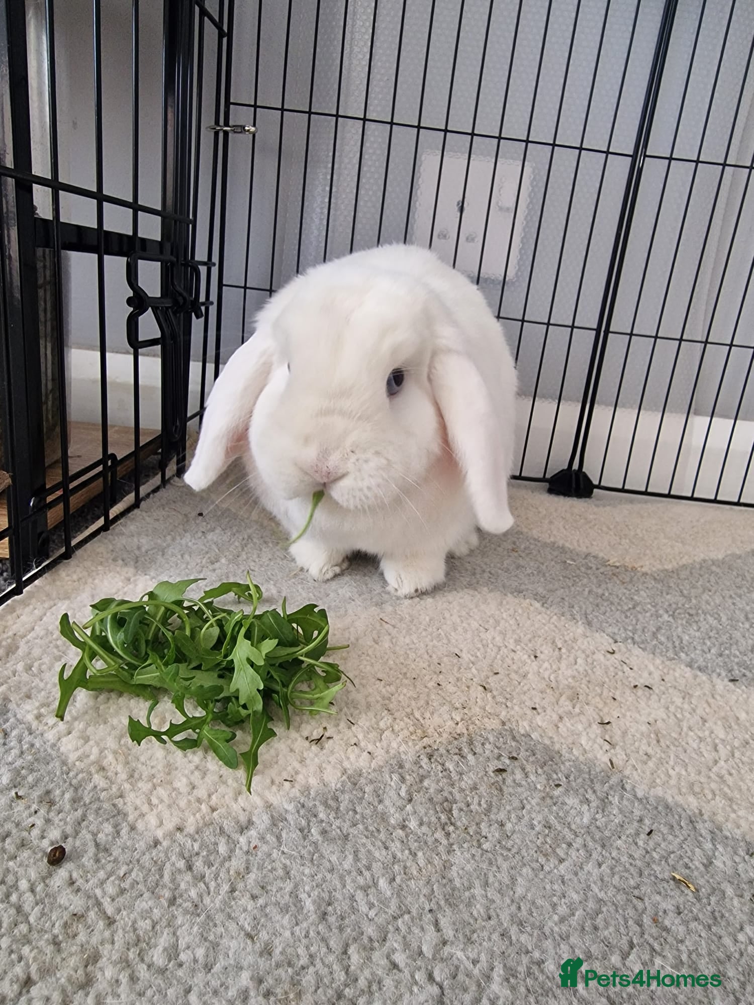 Mini Lop rabbits Blue Eyed White Mini Lop - Advert 18