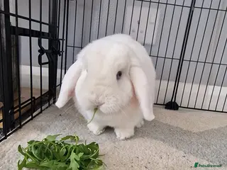 Mini Lop rabbits Blue Eyed White Mini Lop - Advert 1