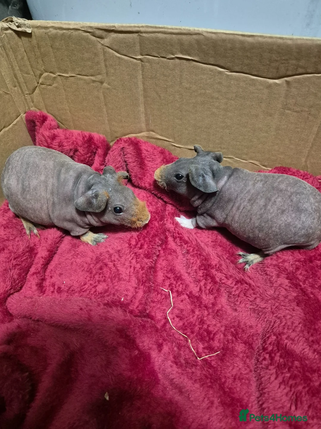 Guinea Pig rodents for sale: Pair of Baby Female Skinny Pigs For Sale  - Advert 6