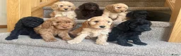 Australian Labradoodle dogs for sale: Stunning Miniature Australian Labradoodles  - Advert 3