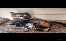 British Longhair cats for sale: Kittens for sale. - Image 13