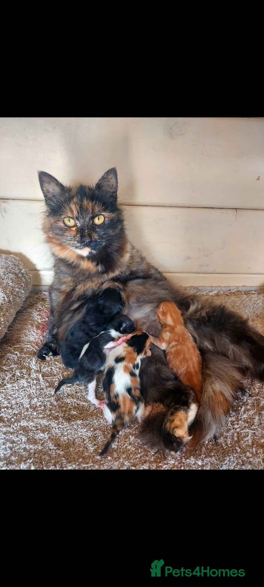 British Longhair cats for sale: Kittens for sale. - Image 13