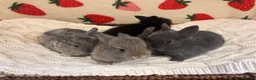 Mixed Breed rabbits for sale: Five beautiful Mini lops x English spot  - Advert 12