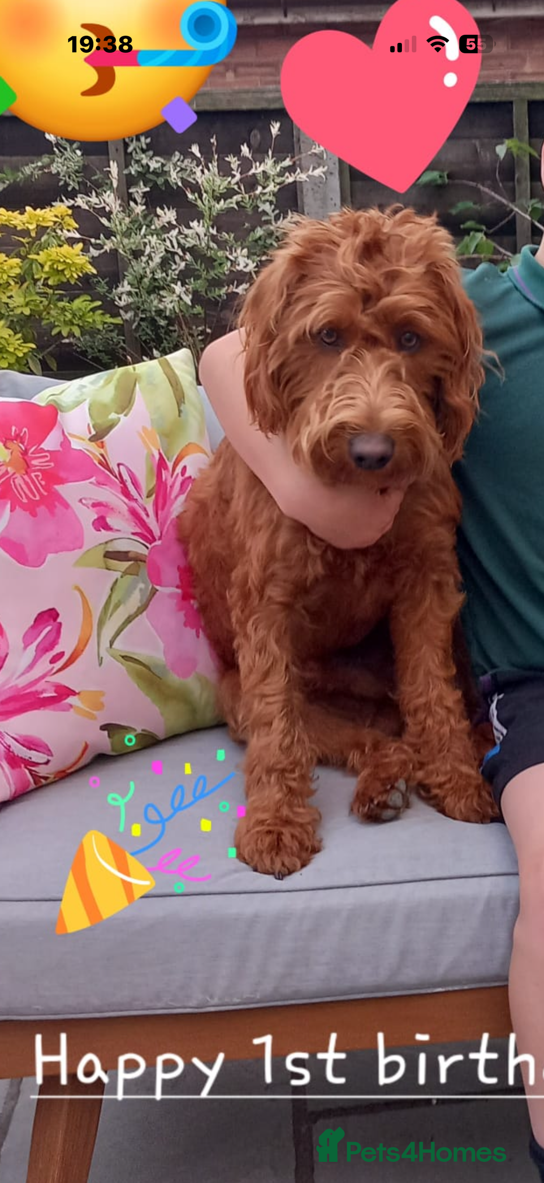 Labradoodle dogs for sale: Fox Red F1 Miniature Labradoodles  - Advert 22