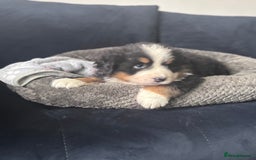 Bernese Mountain Dog dogs for sale: Fluffy Bernese Mountain Dog Girl Puppy - Image 6