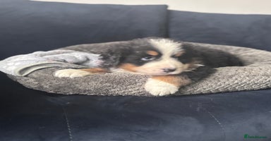 Bernese Mountain Dog dogs - Advert 5