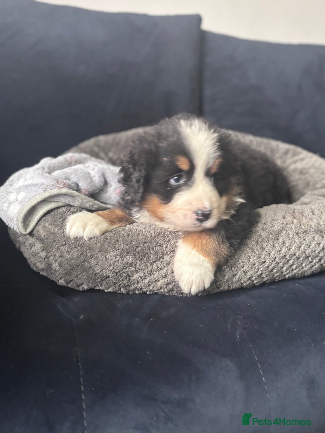 Bernese Mountain Dog dogs for sale: Fluffy Bernese Mountain Dog Girl Puppy - Image 6