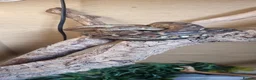 Python Snake reptiles for sale: X3 jungle carpet pythons  in Newton Abbot - Advert 5
