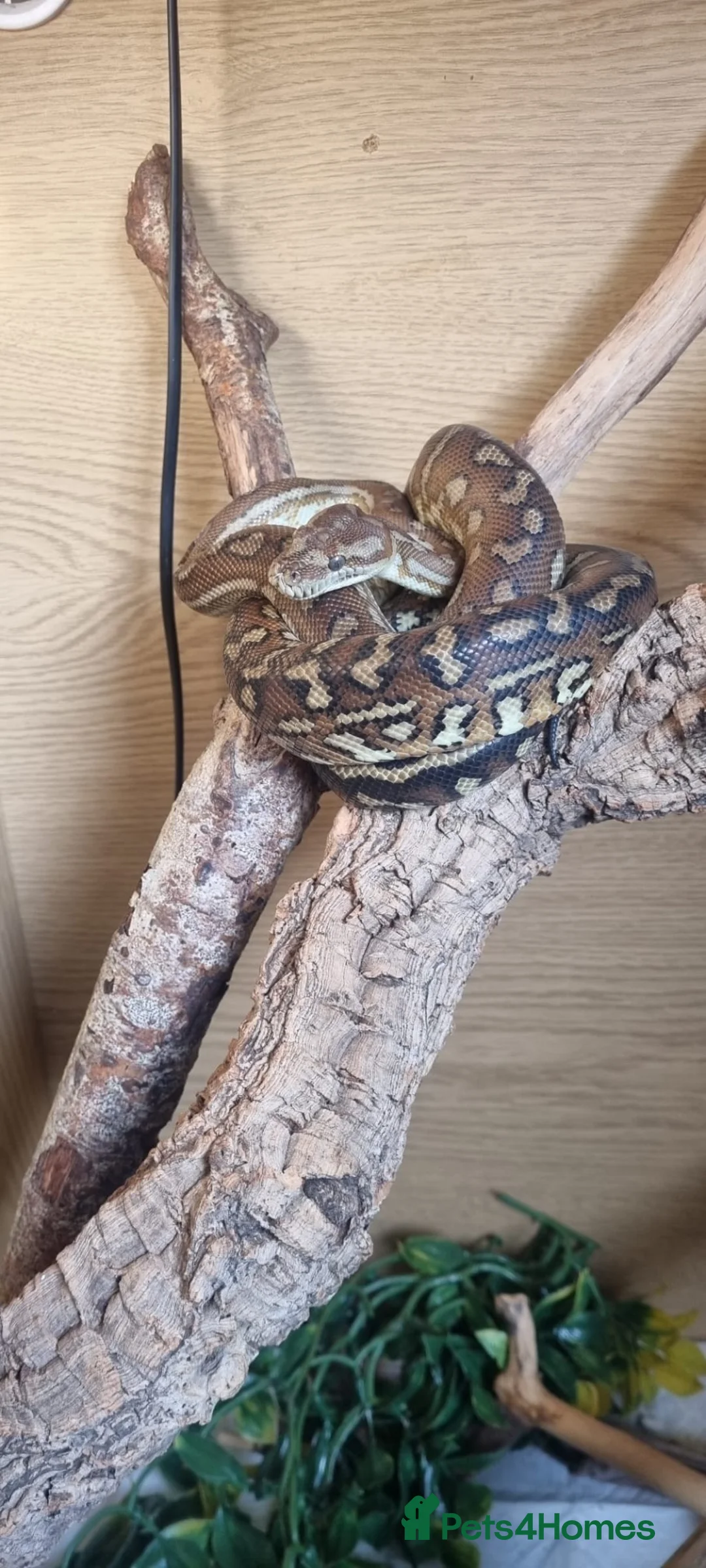 Python Snake reptiles for sale: X3 jungle carpet pythons  in Newton Abbot - Advert 5