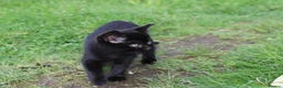 Mixed Breed cats for sale: Short haird farm kittens - Advert 7