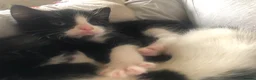 Domestic Shorthair cats for sale: Black and white domestic short hair boy kittens in Buxton - Advert 31