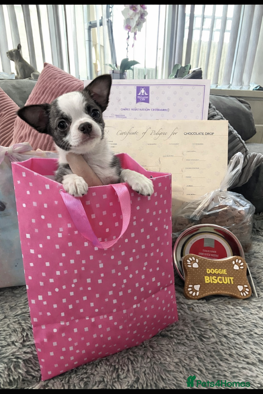 Chihuahua dogs Full pedigree Chihuahua puppies - Advert 8