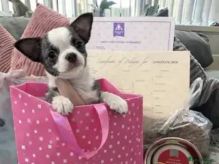 Chihuahua dogs Full pedigree Chihuahua puppies - Advert 8