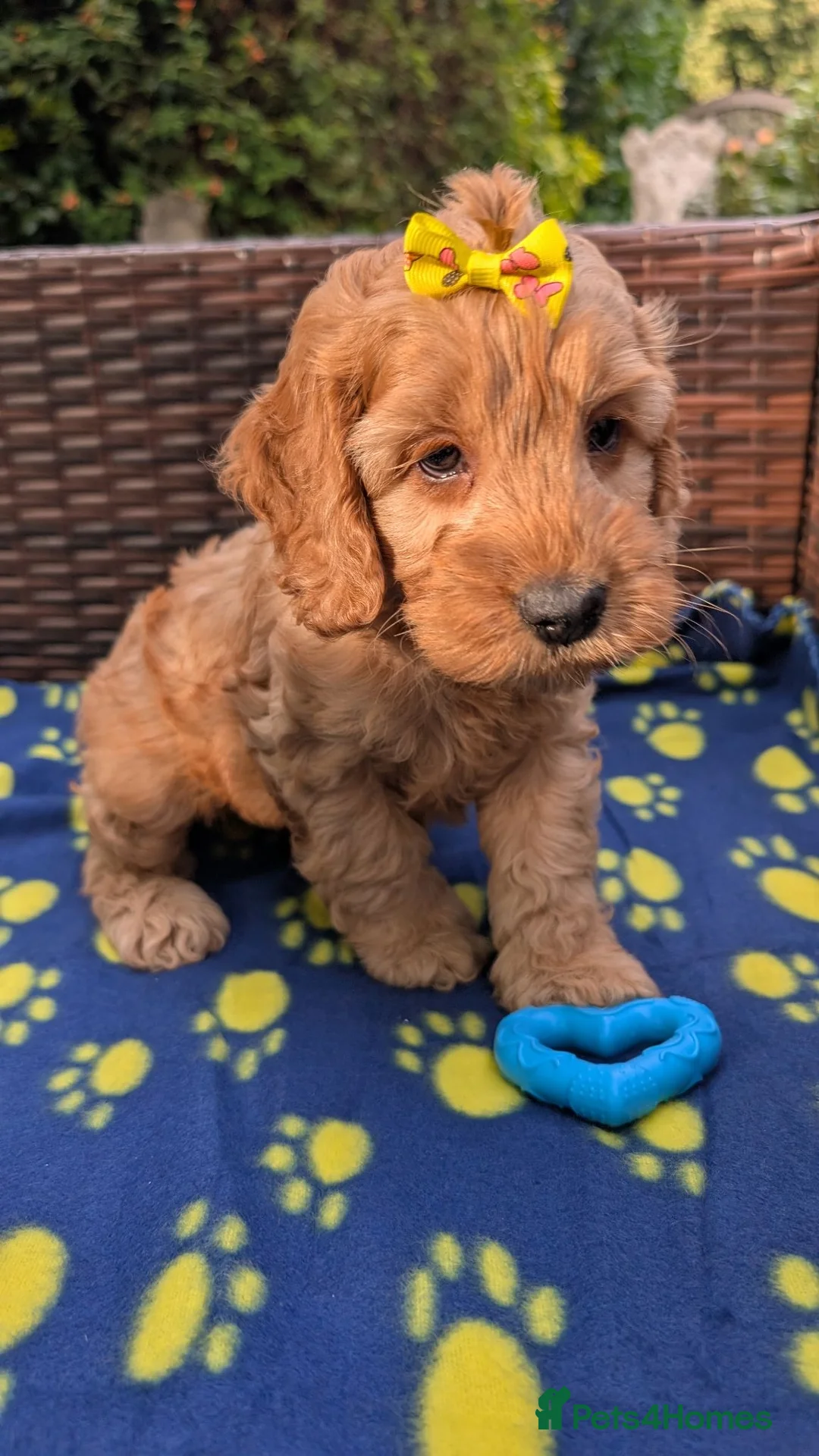 Cockapoo dogs for sale: DNA Clear F1 Red Toy Cockapoo Puppies  - Advert 2