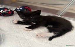 Mixed Breed cats for sale: Black & white kittens available - Image 6
