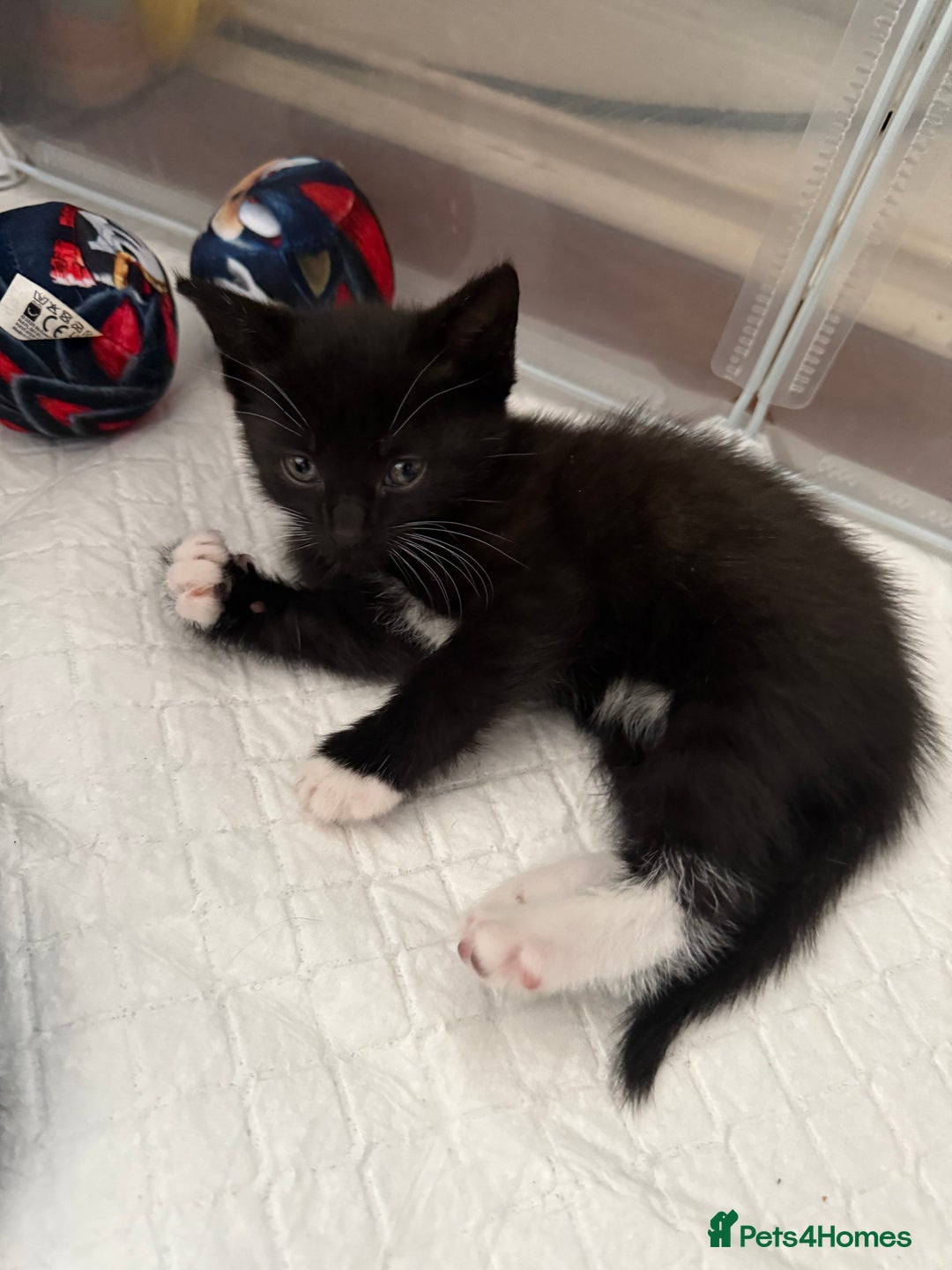 Mixed Breed cats for sale: Black & white kittens available - Image 6