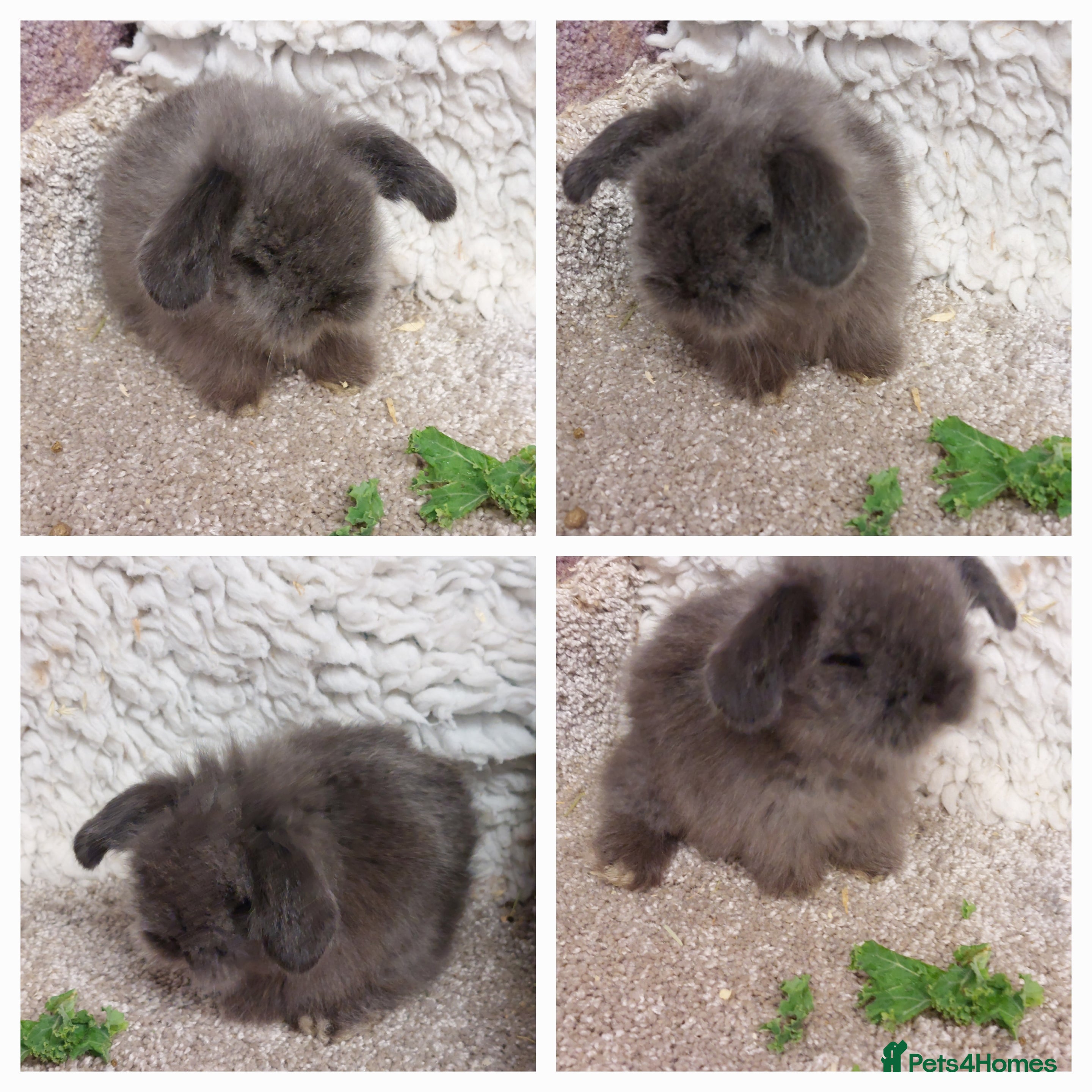 Mini Lop rabbits Beautifull mini lionlop babys ready to reserve  - Advert 18