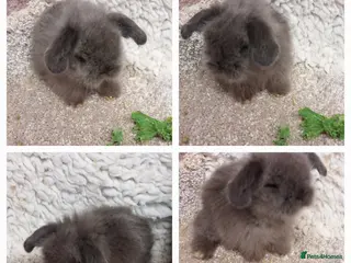 Mini Lop rabbits Beautifull mini lionlop babys ready to reserve - Advert 18