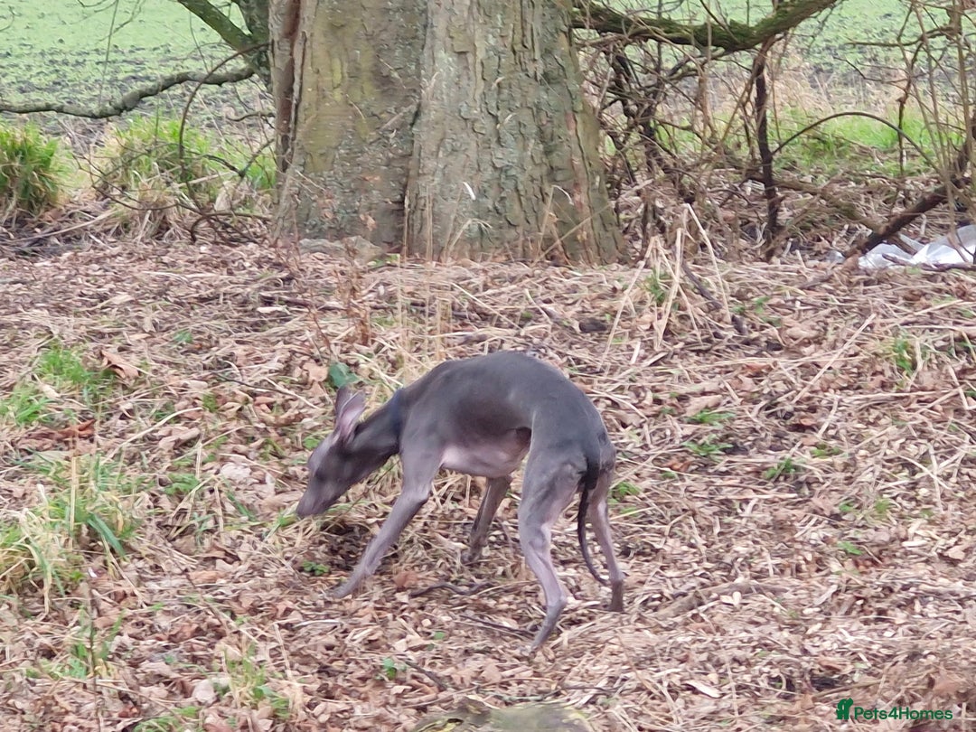 Whippet dogs for stud: Blue male whippet for stud  in Wingate - Image 2