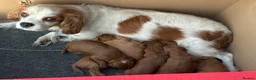Cavapoo dogs for sale: Cavapoo Puppies Looking for their Forever Homes  - Advert 2