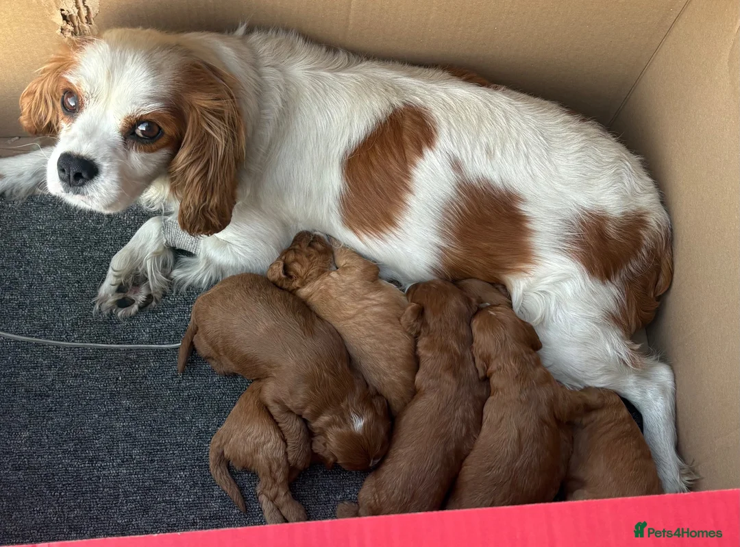 Cavapoo dogs for sale: Cavapoo Puppies Looking for their Forever Homes  - Advert 2