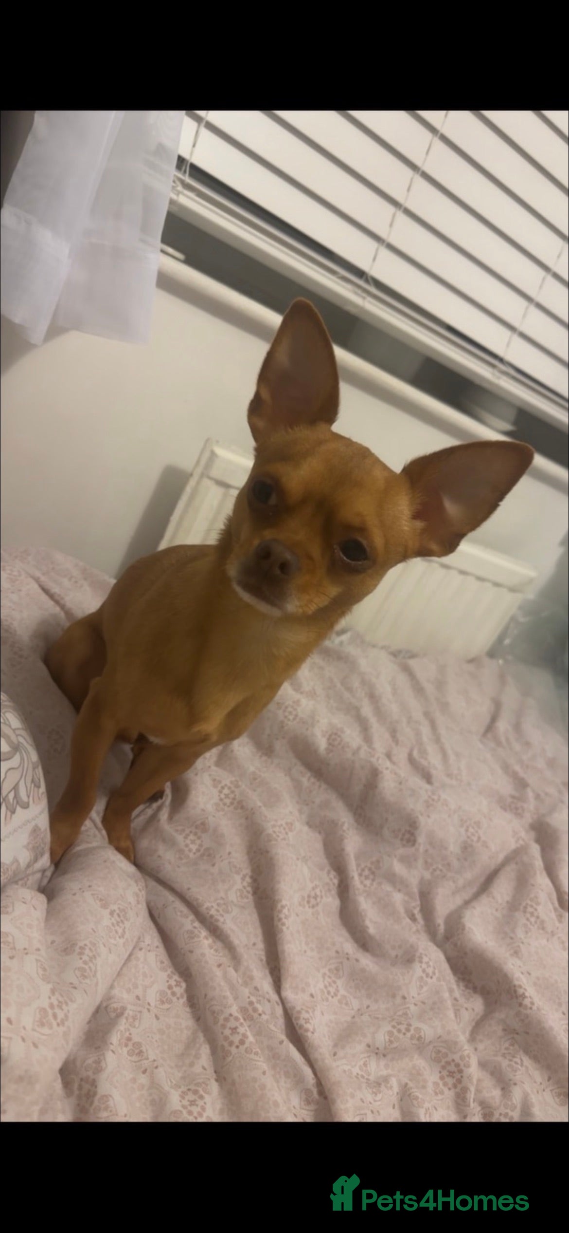 Chihuahua dogs Red chihuahua for stud in Chelmsford - Advert 1