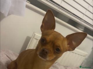 Chihuahua dogs Red chihuahua for stud in Chelmsford - Advert 1