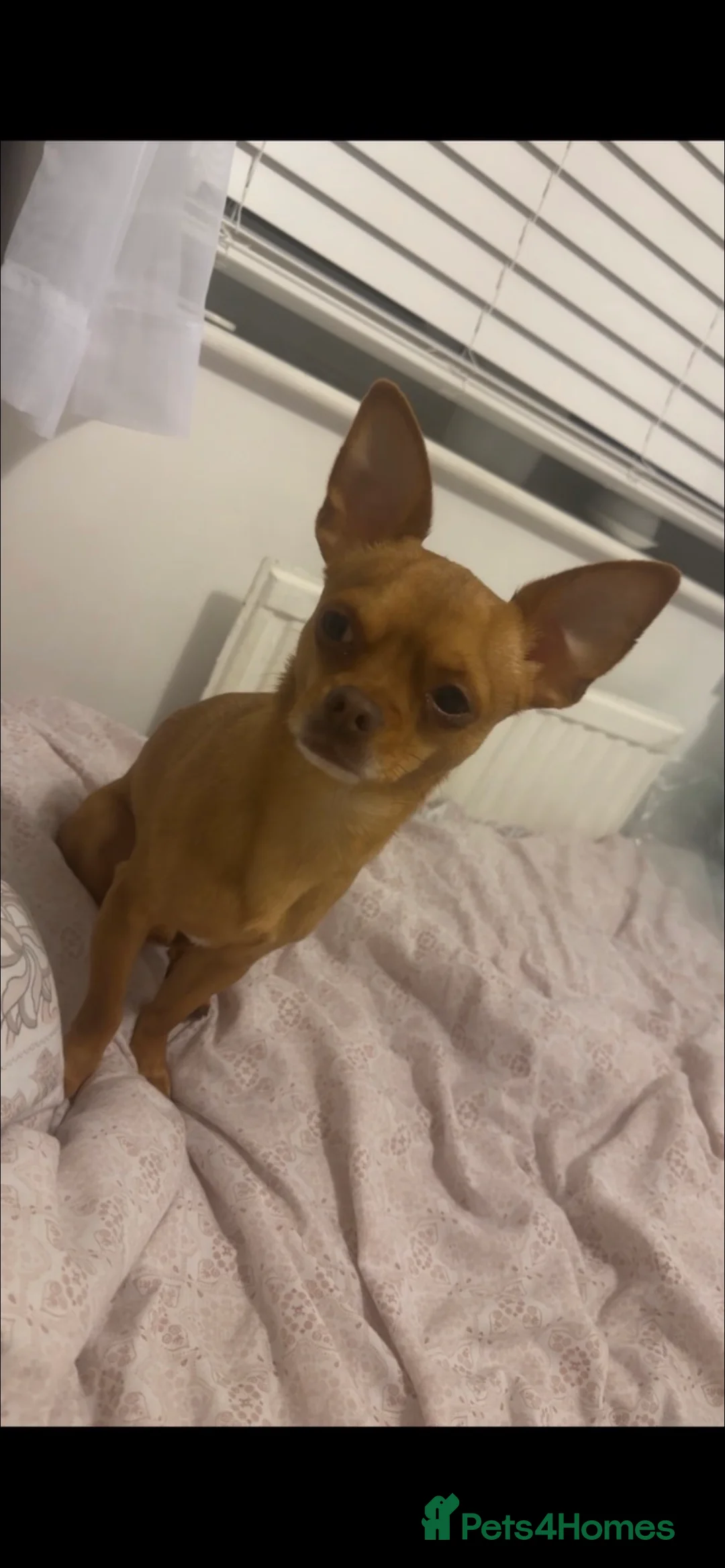 Chihuahua dogs for stud: Red chihuahua for stud in Chelmsford - Advert 1