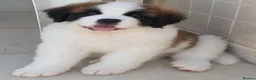 Saint Bernard dogs for sale: Classic healthy saint Bernard puppies ready now.. in Bath - Advert 11