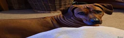 Rhodesian Ridgeback dogs for sale: KC reg,Excellent Ridges,Health checked/Elb/Hip/JME - Advert 22