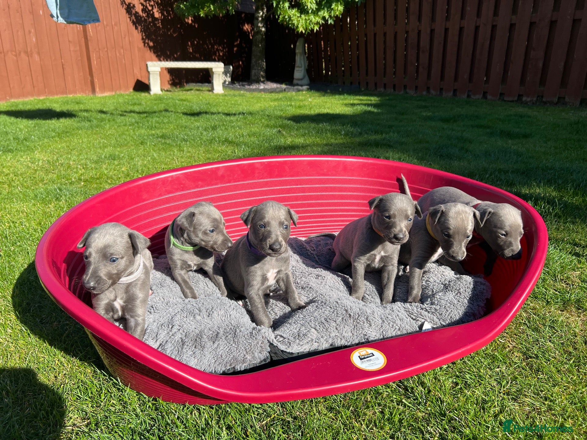 Whippet dogs Beautiful KC Registered Blue Whippet Puppies - Advert 2
