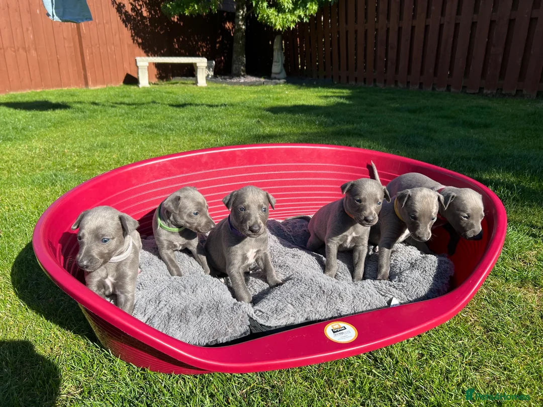 Whippet dogs for sale: Beautiful KC Registered Blue Whippet Puppies - Advert 2