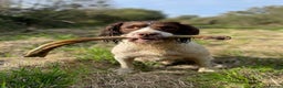 English Springer Spaniel dogs for stud: Proven English Springer Spaniel for stud  in Bude - Advert 5