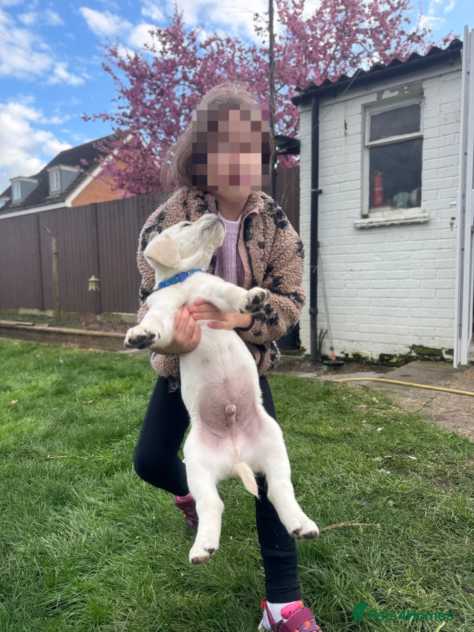 Goldador dogs ⭐️Last boy available ⭐️Golden Retriever x Labrador - Advert 1