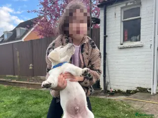 Goldador dogs ⭐️Last boy available ⭐️Golden Retriever x Labrador - Advert 1