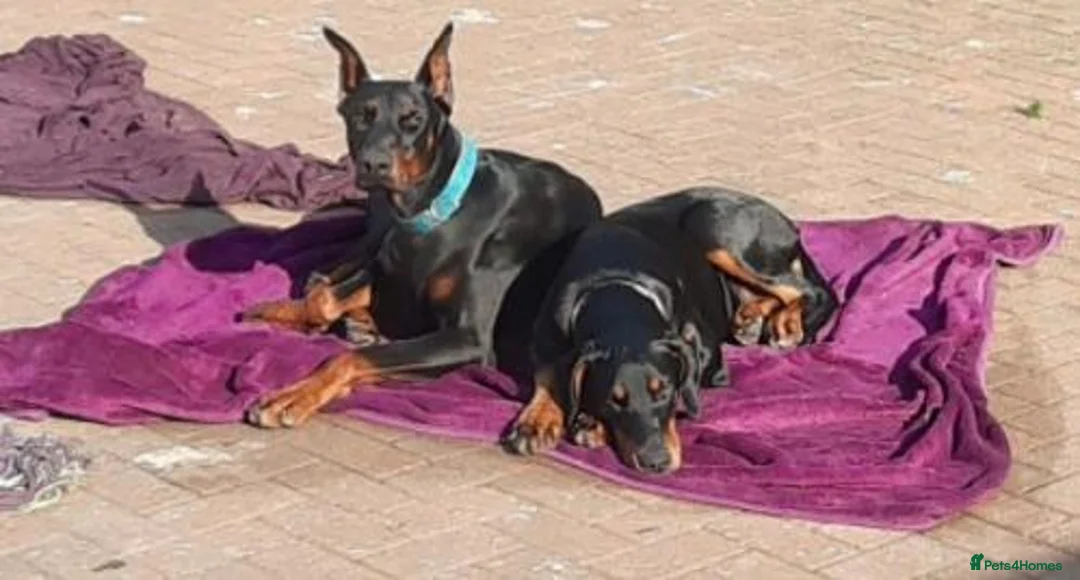 Dobermann dogs for sale: Rare dobermann puppies  - Advert 1