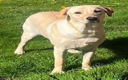 Labrador Retriever dogs for sale: Beautiful Labrador girl  - Image 15