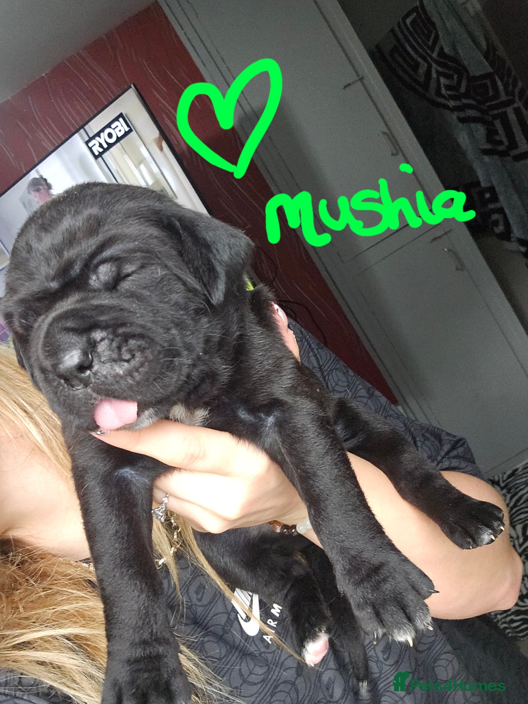 Cane Corso dogs for sale: Cane corso pups  - Image 15