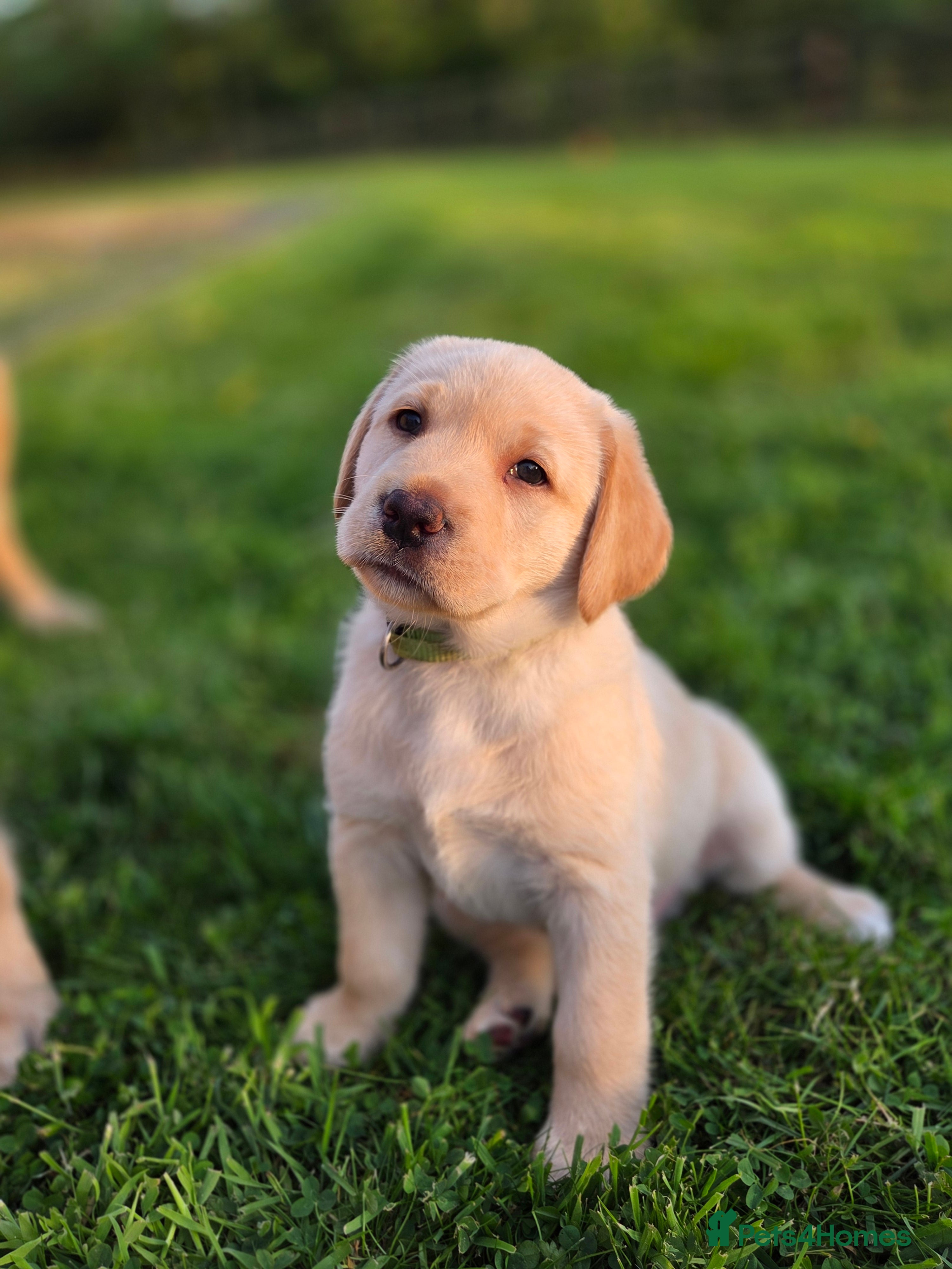Labrador Retriever dogs 4 beautiful Labrador boys for family/work buddy - Advert 2